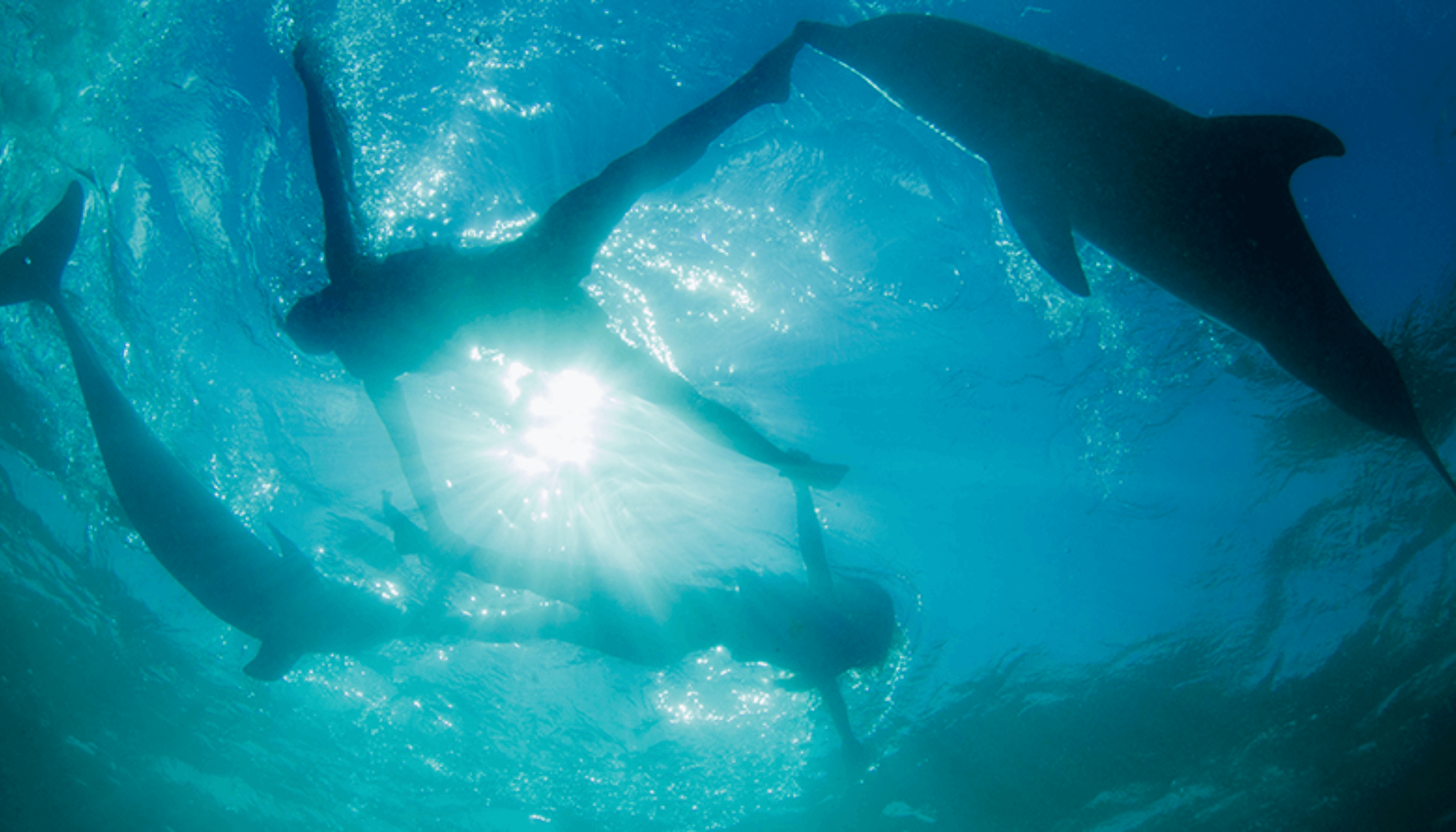 Dolphins Experience