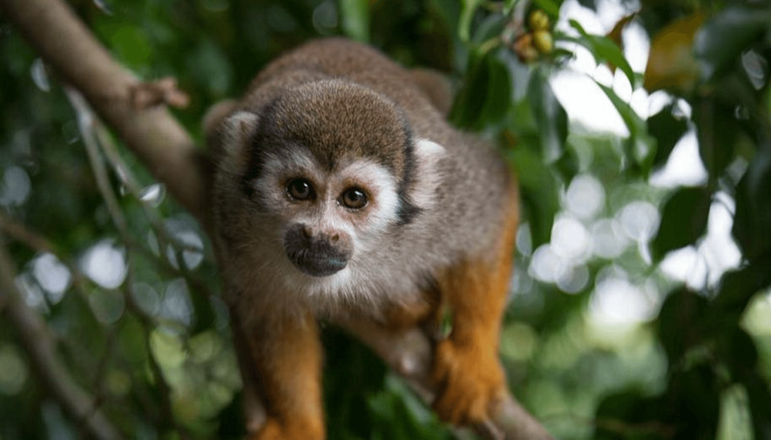 Monkey Land
