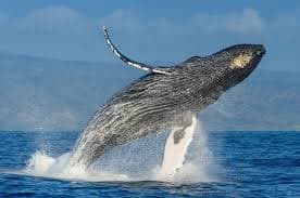Whale Watching Experience